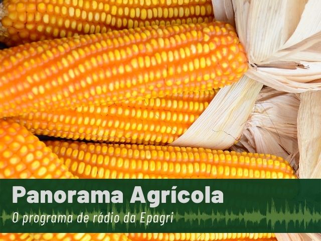 Read more about the article Milho, soja, trigo, rabanete e quiabo são assuntos do Panorama Agrícola