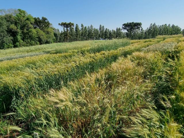 Read more about the article SC avança nas pesquisas para produção de cereais de inverno no Oeste