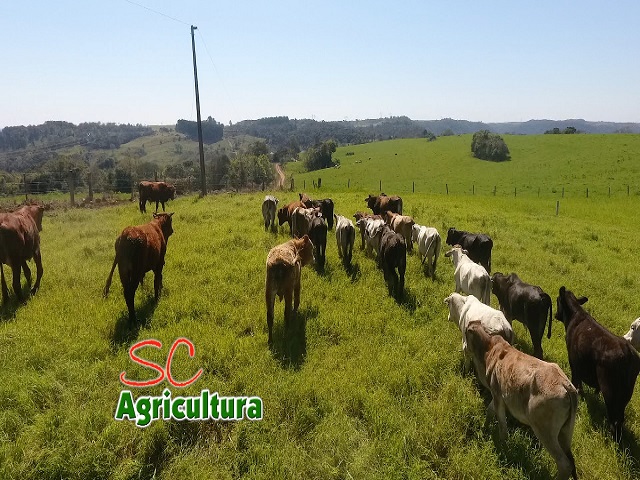 Read more about the article TV da Epagri: nutrição de vacas de cria e bananais em plantio direto são os assuntos