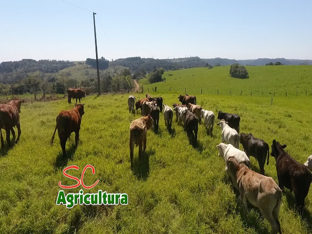 Leia mais sobre o artigo TV da Epagri: nutrição de vacas de cria e bananais em plantio direto são os assuntos