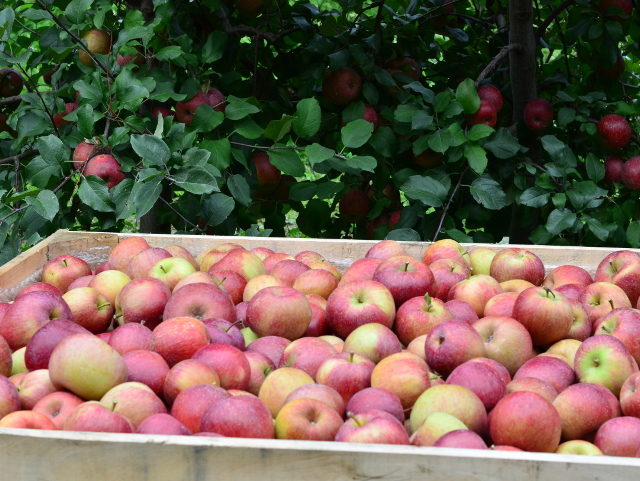 Read more about the article Boletim Agropecuário de setembro destaca próxima safra de maçã em SC