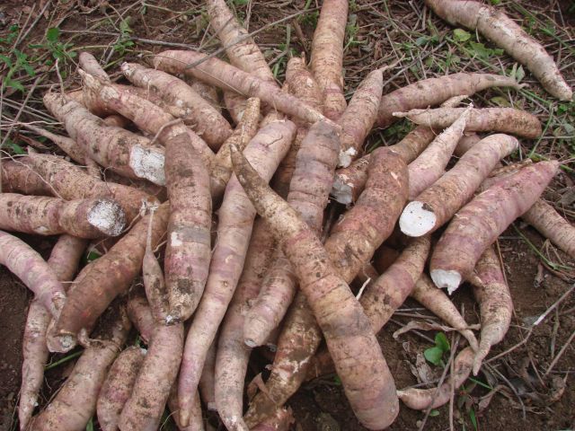 Produtores de farinha de mandioca qualificados pelo Senar ganham