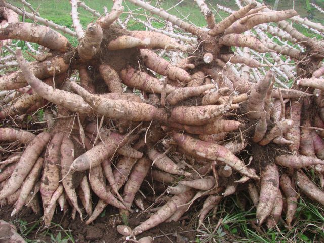 Produtores de farinha de mandioca qualificados pelo Senar ganham