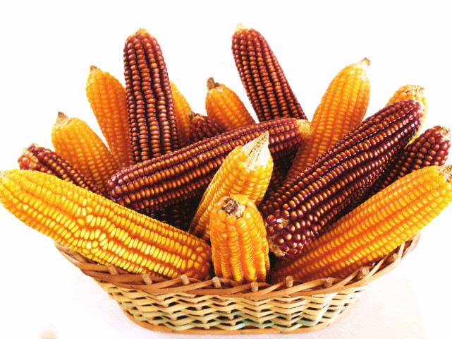 Read more about the article Epagri lança edital para selecionar produtores de semente de milho