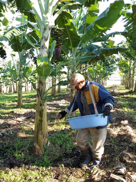 Produção de banana maçã se destaca na região de Lins, Nosso Campo