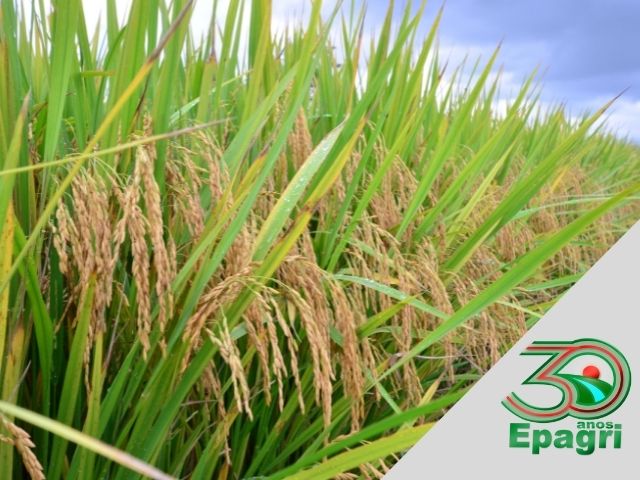 Read more about the article EPAGRI 30 ANOS: Já lançamos 33 cultivares de arroz