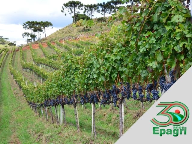 Leia mais sobre o artigo EPAGRI 30 ANOS: Nossas pesquisas permitiram produzir vinhos finos em SC