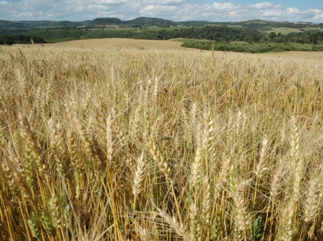 Leia mais sobre o artigo Boletim Agropecuário aponta aumento de 100% na produção catarinense de trigo