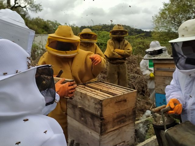 Read more about the article Epagri capacita apicultores de Porto União sobre produção de mel de melato da bracatinga