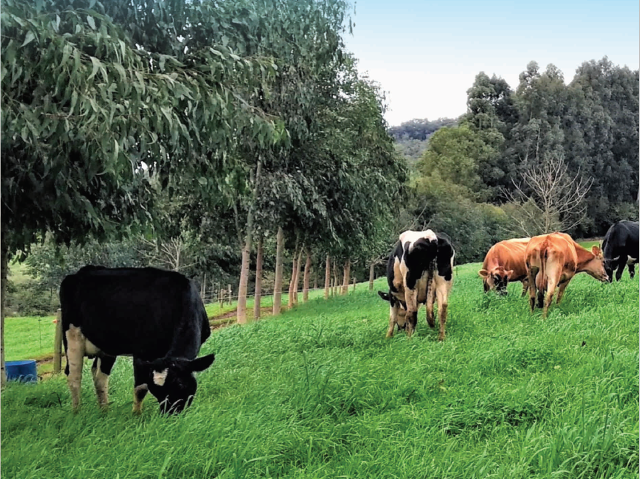 Read more about the article Publicação da Epagri ensina como produzir leite à base de pasto com rentabilidade e sustentabilidade