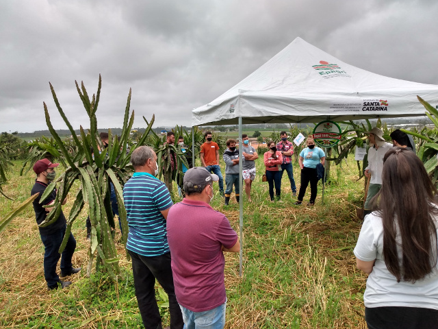 Leia mais sobre o artigo Dia de campo sobre pitaia atrai público de diversas regiões do Estado