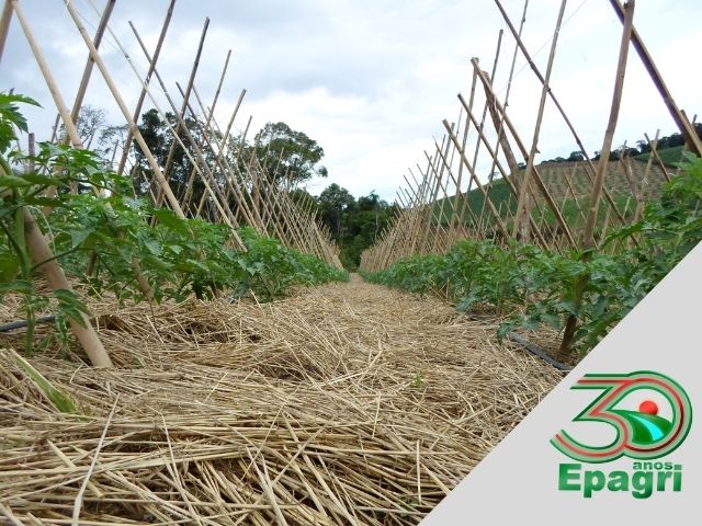 Leia mais sobre o artigo EPAGRI 30 ANOS: Criamos um caminho de transição para a agricultura orgânica