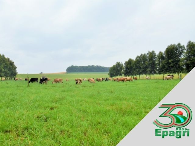 Read more about the article EPAGRI 30 ANOS: Difundimos em Santa Catarina a produção de leite à base de pasto