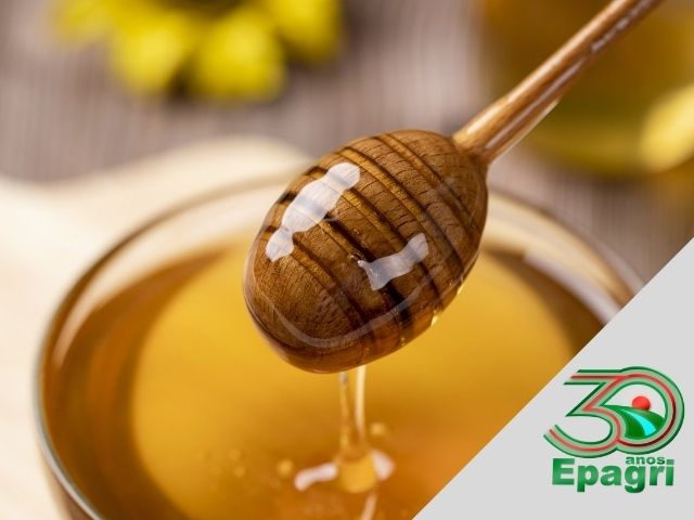 Read more about the article EPAGRI 30 ANOS: Ajudamos a colocar o mel catarinense em destaque no mundo