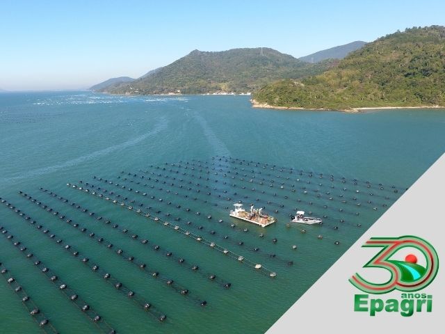 Read more about the article EPAGRI 30 ANOS: Colocamos a maricultura catarinense em primeiro lugar no Brasil