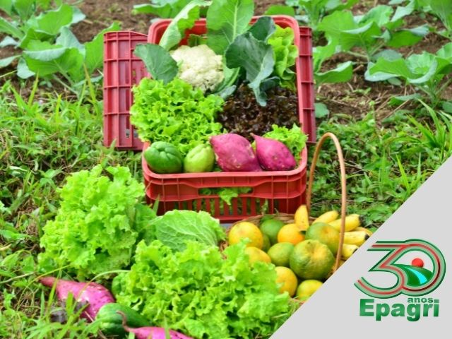 Read more about the article EPAGRI 30 ANOS: Incentivamos a agricultura orgânica em Santa Catarina