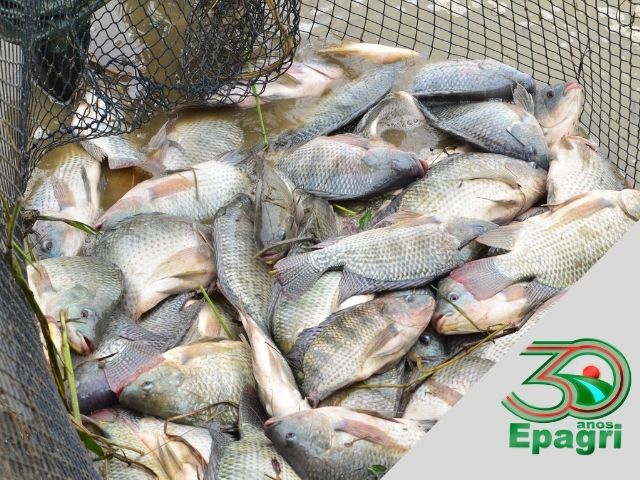 Read more about the article EPAGRI 30 ANOS: A gente ensina a criar o peixe e a fazer dele um bom negócio