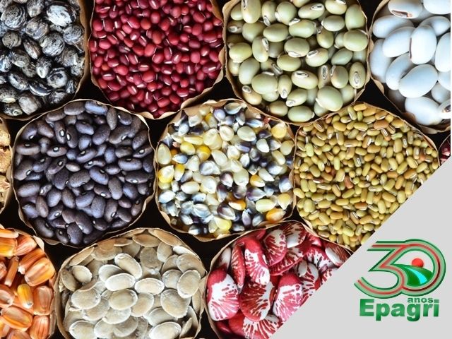 Read more about the article EPAGRI 30 ANOS: Preservamos e multiplicamos as sementes crioulas