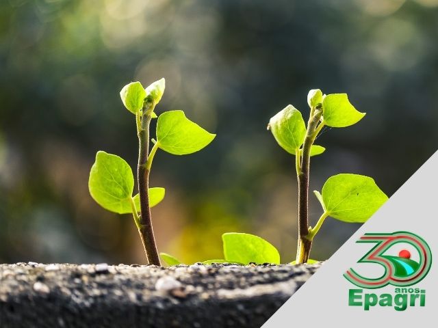 Read more about the article EPAGRI 30 ANOS: Nosso compromisso com o desenvolvimento sustentável é premiado