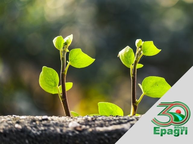 Leia mais sobre o artigo EPAGRI 30 ANOS: Nosso compromisso com o desenvolvimento sustentável é premiado