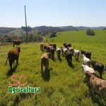 TV da Epagri: SPDH, silo secador e estudos agrícolas são os assuntos