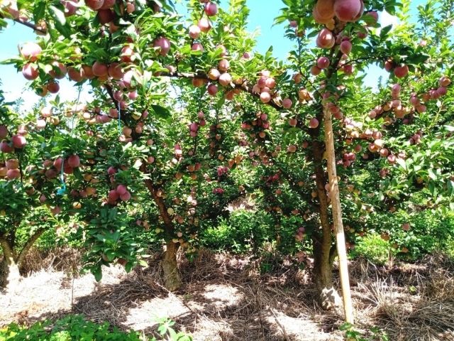 Leia mais sobre o artigo Mutação autofértil do cultivar Letícia é nova opção para produtores de ameixas do Sul do Brasil