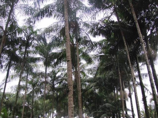Read more about the article Epagri/Ciram conclui análise de risco climático para a produção de frutos da palmeira-juçara em SC