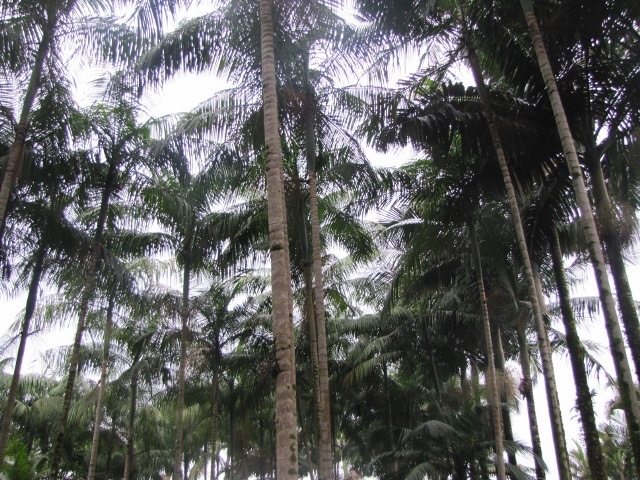 Leia mais sobre o artigo Epagri/Ciram conclui análise de risco climático para a produção de frutos da palmeira-juçara em SC