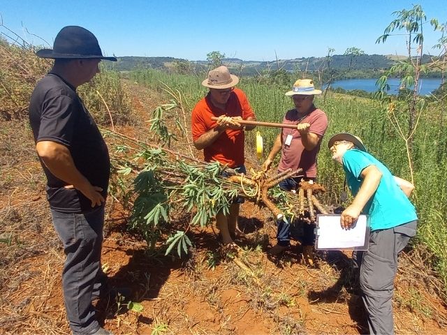 Leia mais sobre o artigo Oficina avalia cultivares de aipim