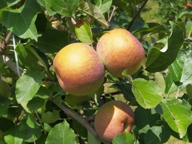 Read more about the article Epagri recomenda estratégias para minimizar os danos na produção de maçã causados pela estiagem e calor