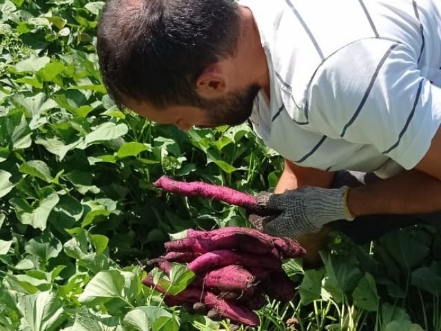 Read more about the article Epagri avalia cultivares de batatas-doces coloridas nesta terça, em Itajaí