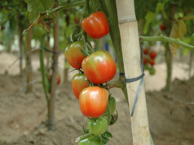 Leia mais sobre o artigo Sistema da Epagri para produção de tomates orgânicos ganha Prêmio Expressão de Ecologia