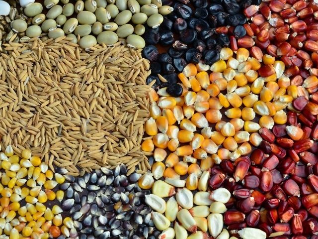 Leia mais sobre o artigo Confira no Boletim Agropecuário de março os bons preços pagos aos produtores de grãos em Santa Catarina
