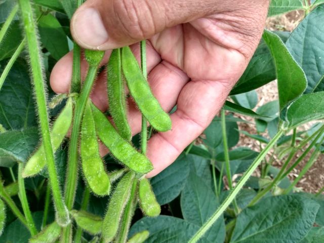 Leia mais sobre o artigo Epagri participa de levantamento inédito de produtividade da soja brasileira