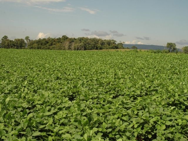 Leia mais sobre o artigo Imagens de satélite analisadas pela Epagri apontam aumento das lavouras de soja em municípios de Campos de Lages