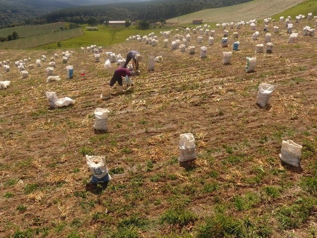 Leia mais sobre o artigo Com recuperação de safra, Santa Catarina se mantém como o maior produtor de cebola do país