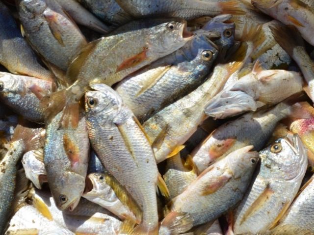 Leia mais sobre o artigo Estudo da Epagri/Ciram avalia o potencial de SC para a produção de peixes de água doce