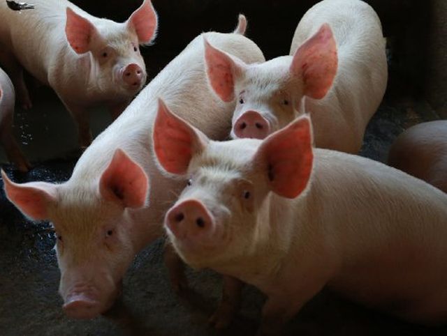 Leia mais sobre o artigo Governo do Estado cria linha de crédito para apoiar suinocultores independentes