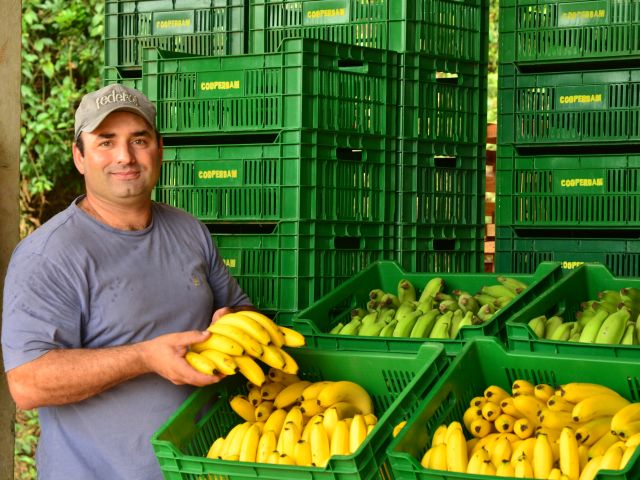 Leia mais sobre o artigo Produção de banana se recupera em SC e deve ser 50% maior em comparação a 2021