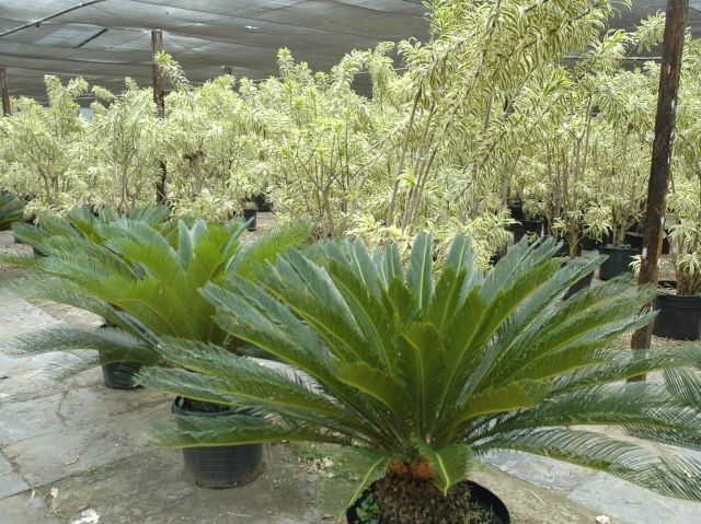 Leia mais sobre o artigo Feira Catarinense de Plantas Ornamentais será de 26 a 28 de maio