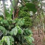 Conheça um quintal agroflorestal: Epagri promove dia de campo em Itajaí no dia 31