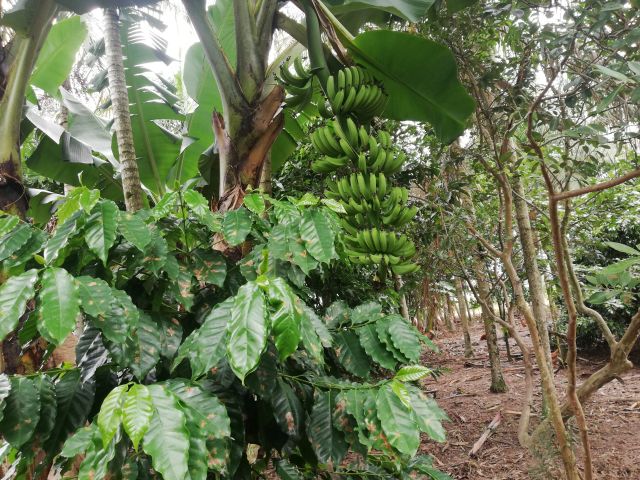 Leia mais sobre o artigo Conheça um quintal agroflorestal: Epagri promove dia de campo em Itajaí no dia 31