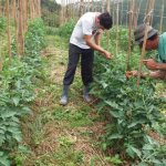 FGV certifica tecnologia da Epagri como ferramenta para redução de riscos climáticos na agricultura familiar