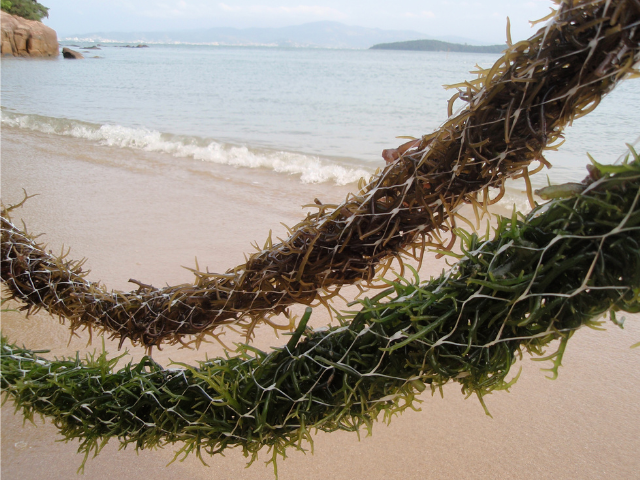 Leia mais sobre o artigo Tecnologia desenvolvida pela Epagri e UFSC viabiliza produção de biofertilizante a partir de alga marinha