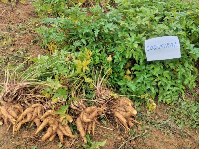 Leia mais sobre o artigo Epagri mostra desempenho de novos cultivares de mandioquinha-salsa em Campo Alegre