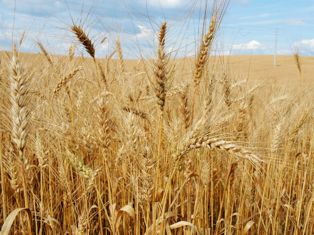 Leia mais sobre o artigo Epagri apresenta estimativas da safra de inverno em SC, com expectativa de aumento de produção de cebola e trigo
