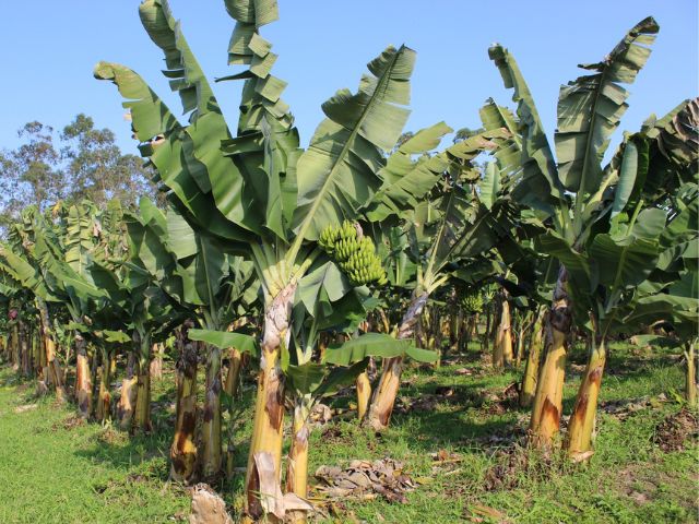 Leia mais sobre o artigo Epagri promove Dia de Campo em Fruticultura em Itajaí nesta quinta, 10, com lançamento de cultivares de banana