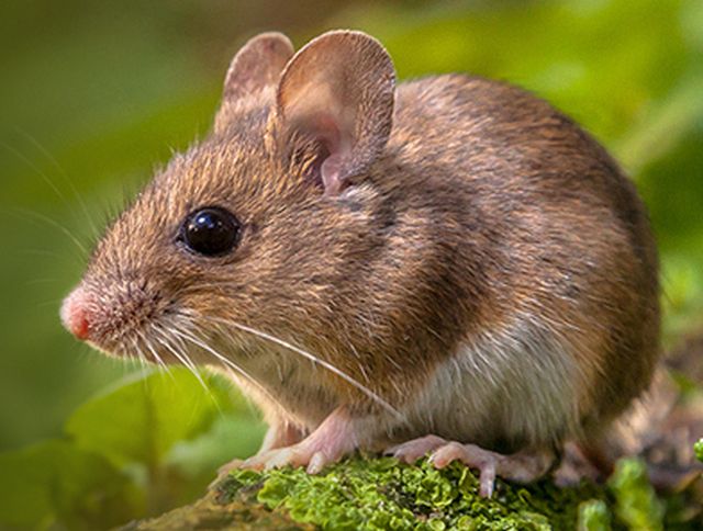 Leia mais sobre o artigo Hantavirose: veja como evitar a doença transmitida por roedores silvestres
