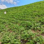 Missão técnica da Etiópia chega nesta quinta a SC para conhecer trabalho da Epagri