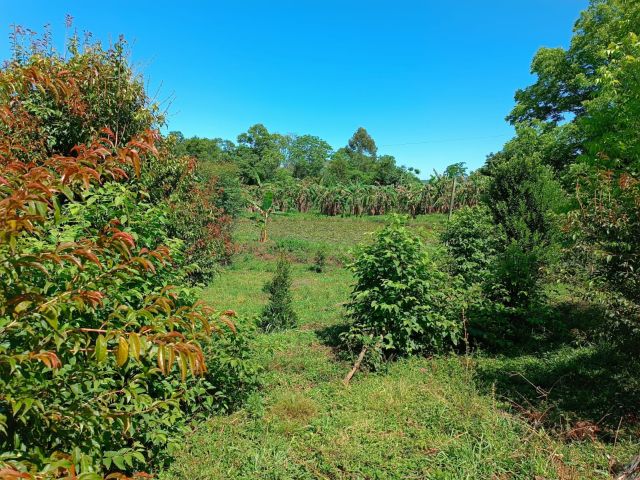 Leia mais sobre o artigo Sistemas agroflorestais: conheça experiências do Extremo Oeste Catarinense